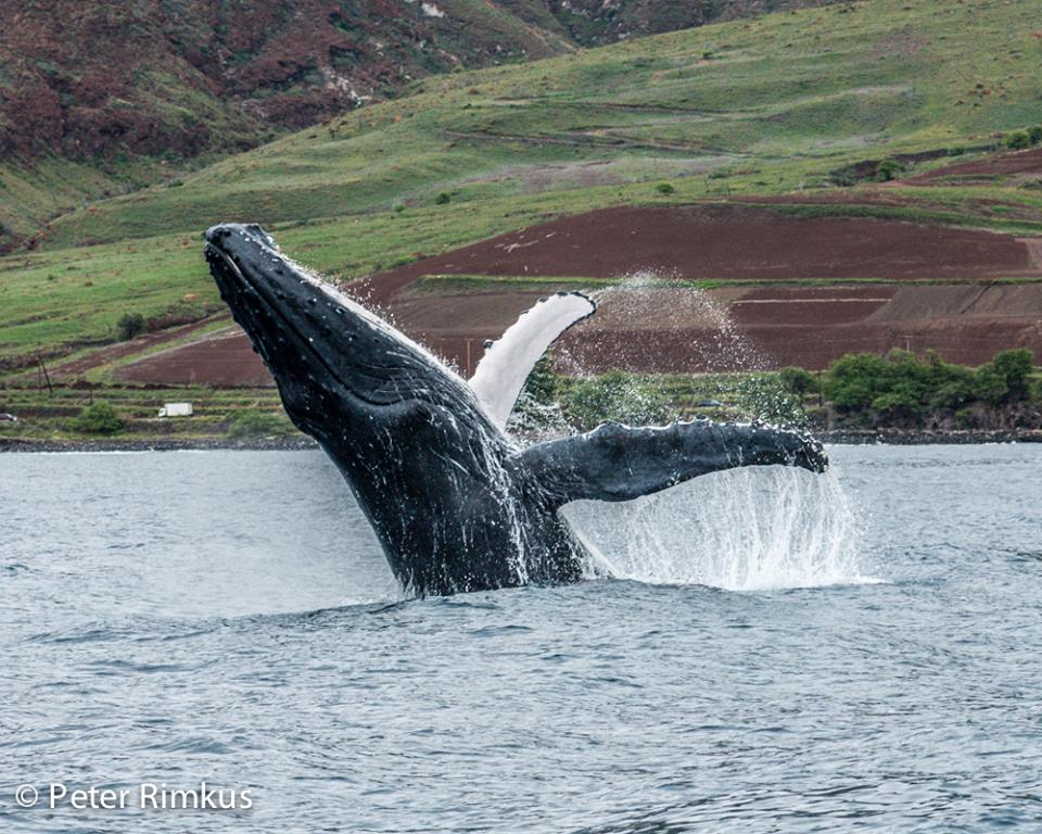 Maui Whale Watching - Travelin' Fools